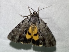 Catocala gracilis