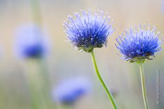 Jasione laevis