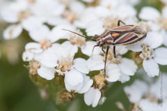 Horistus orientalis
