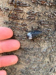 Capnodis