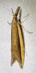 Donacaula albicostellus