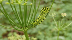 Papilio zelicaon