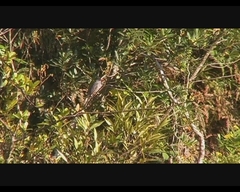 Hypsipetes madagascariensis