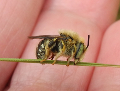 Anthidium punctatum