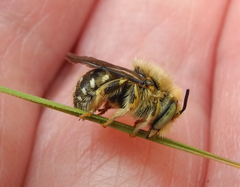 Anthidium punctatum