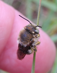 Anthidium punctatum
