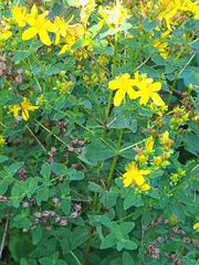 Hypericum maculatum obtusiusculum