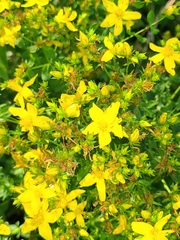 Hypericum maculatum obtusiusculum