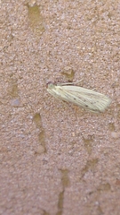 Ematheudes punctella