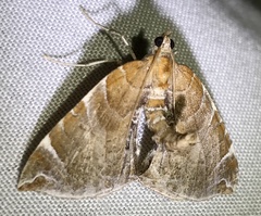 Eulithis molliculata