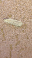 Ematheudes punctella
