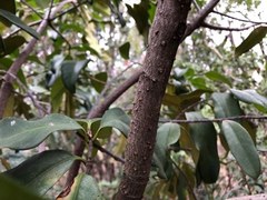 Corynocarpus rupestris arborescens