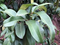 Corynocarpus rupestris arborescens