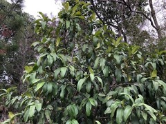 Corynocarpus rupestris arborescens