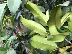 Corynocarpus rupestris arborescens