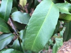 Corynocarpus rupestris arborescens