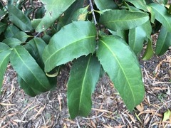 Corynocarpus rupestris arborescens