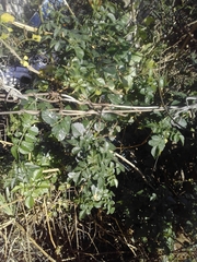 Magnoliopsida