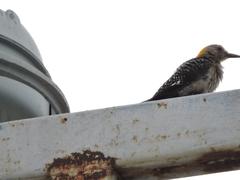 Melanerpes aurifrons