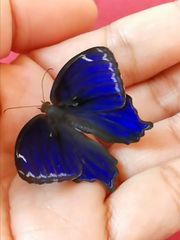 Ptychandra lorquinii