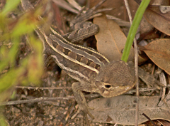 Diporiphora australis
