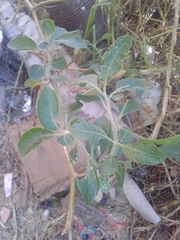 Solanum chenopodioides