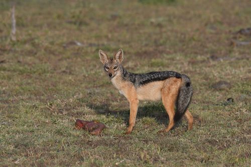 Black-backed Jackal