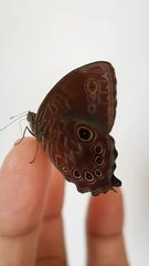 Ptychandra lorquinii