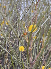 Acacia acuminata
