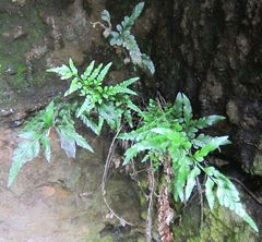 Asplenium lyallii