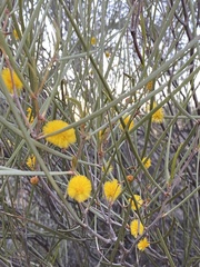 Acacia acuminata
