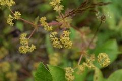 Alchemilla argutiserrata