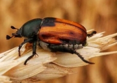 Anisoplia austriaca