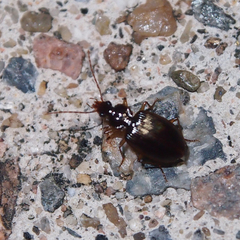 Platynini