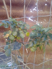 Magnoliopsida