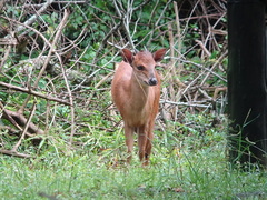 Cephalophorus natalensis