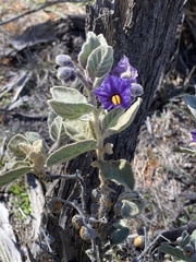 Solanum cleistogamum