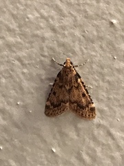 Aglossa disciferalis