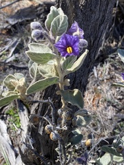 Solanum cleistogamum