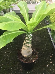 Brighamia insignis