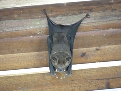 Hipposideros armiger terasensis