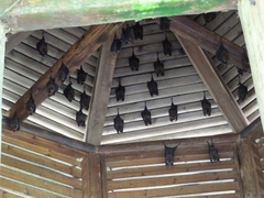 Hipposideros armiger terasensis