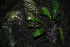 Asplenium australasicum