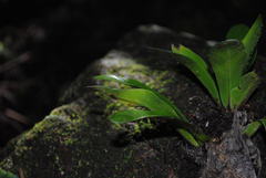 Asplenium australasicum