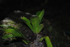 Asplenium australasicum