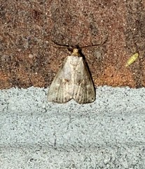 Hyperstrotia flaviguttata