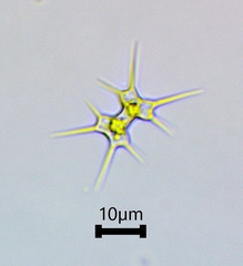 Xanthidium octocorne