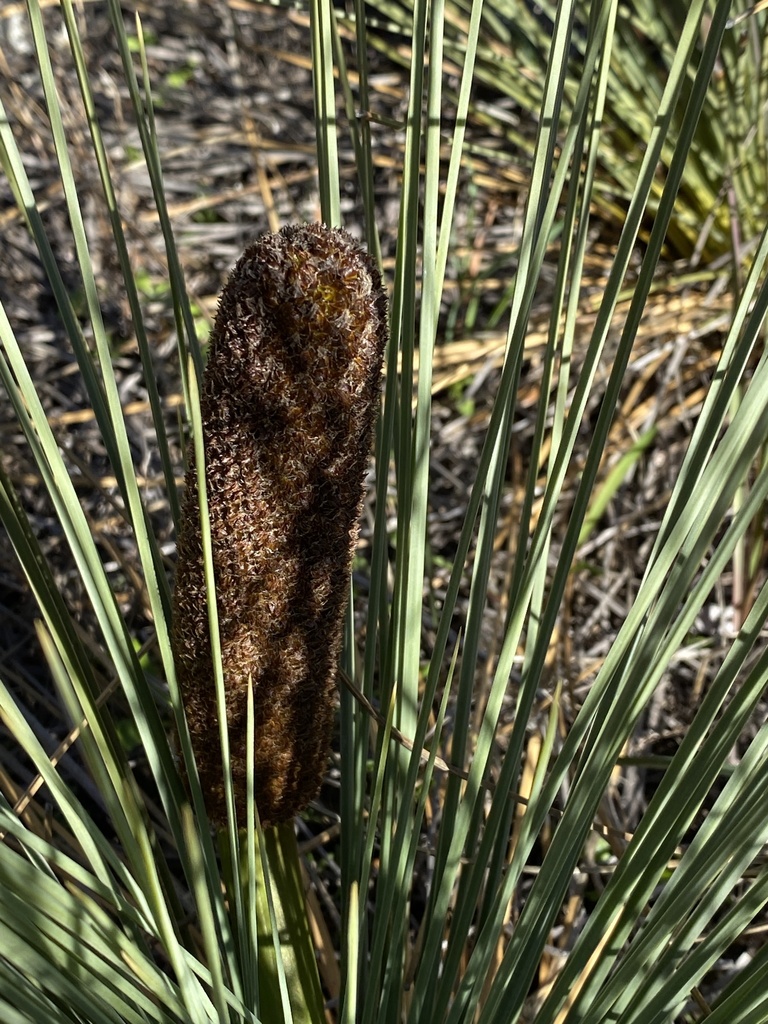 Xanthorrhoea nana A.T.Lee