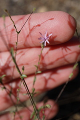 Lessingia nemaclada