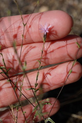 Lessingia nemaclada